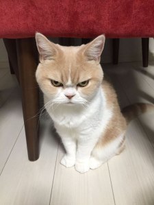 grumpy-cat