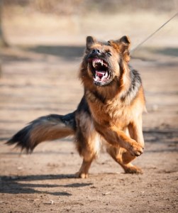 Dog attack